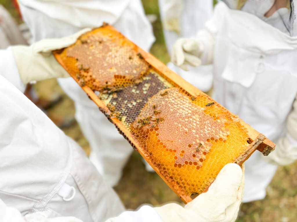 A section of a bee have with a large amount of honey comb on it. There are bees crawling over the section and students in the background wearing protective gear.