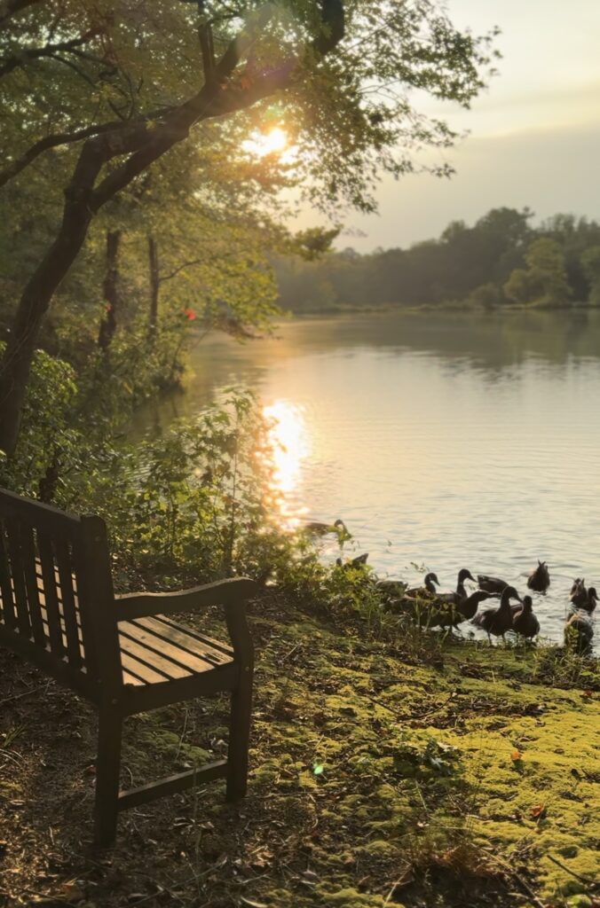A bench over looking a pond. The sun is coming down and reflecting on the pound. There are ducks just getting in to the water directly in front of the bench. The bench is positioned under a tree.