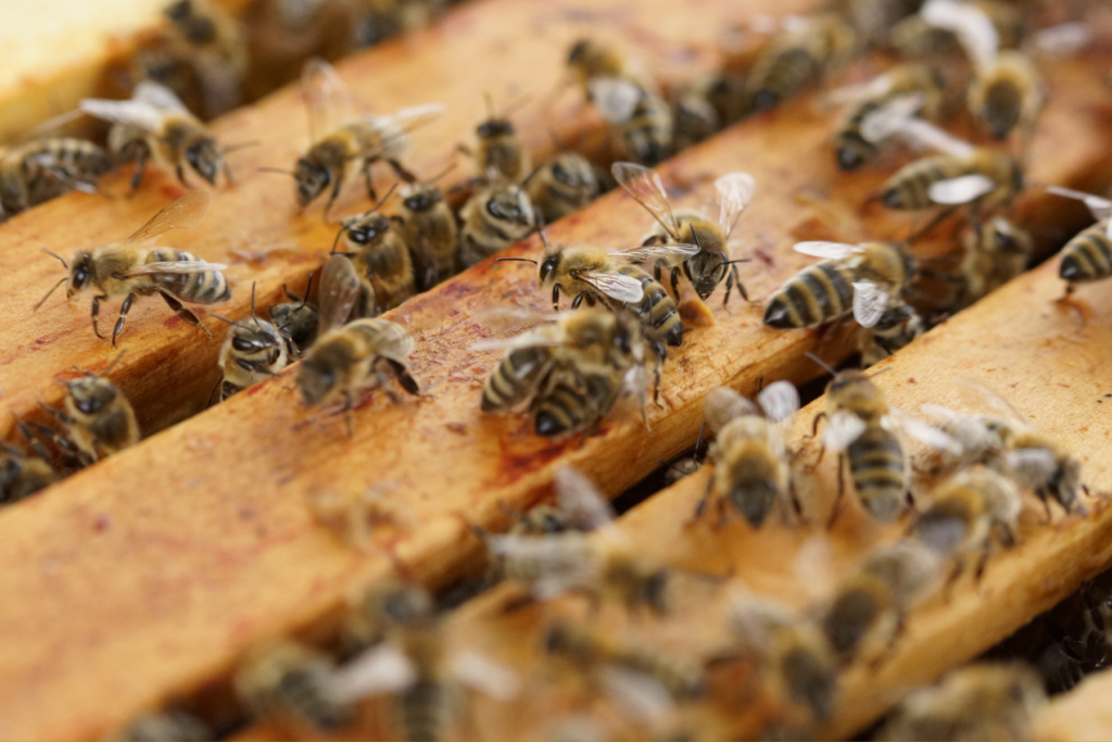 Many bees coming in to and out of a the sections of a bee hive. The sections are made of wood.