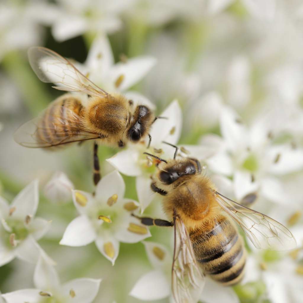 Two bees getting nectar from flowers