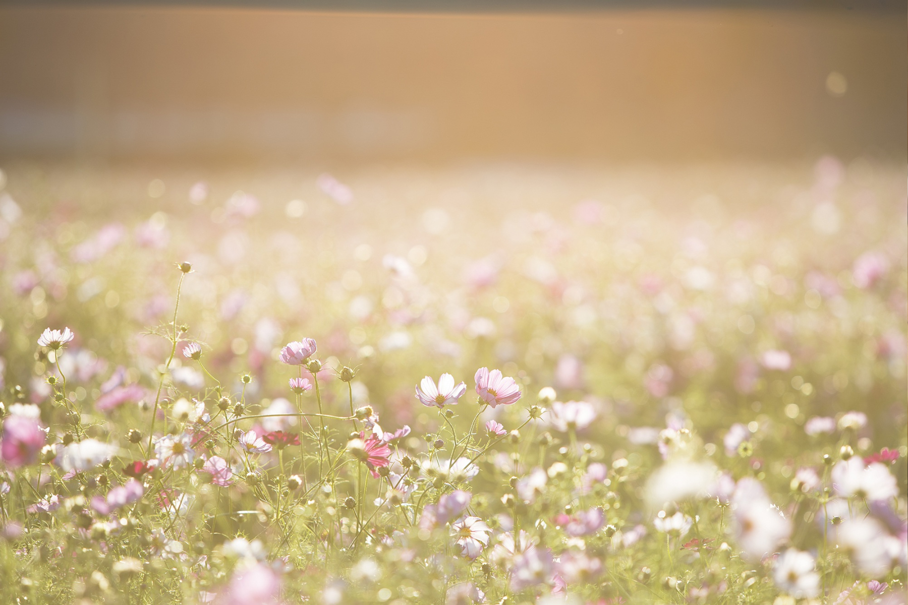 A wild flower field with the sun beaming down on to them. The flowers are pink and red with green stems and buds.
