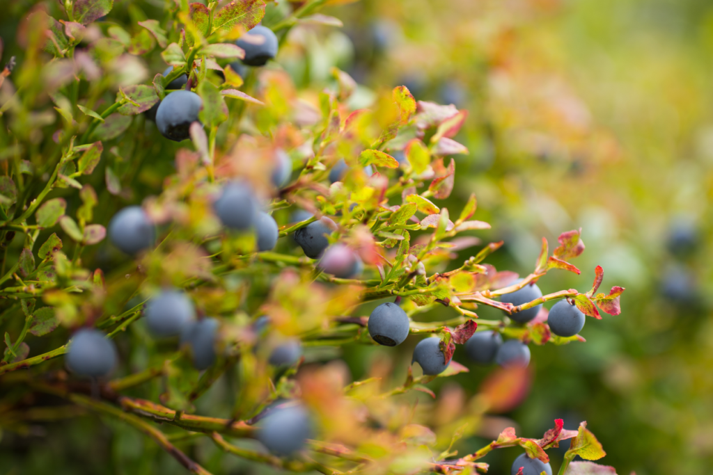 Blueberries hanging from the vines with green leaves.