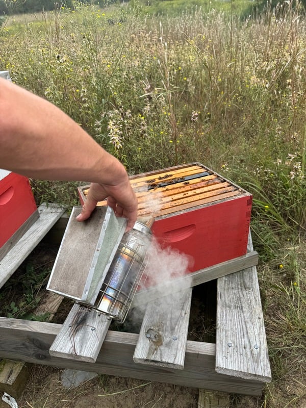 James is using smoke to calm the bees, which are in their hive enclosure, before attempting to handle them. There is tall grass in the background.